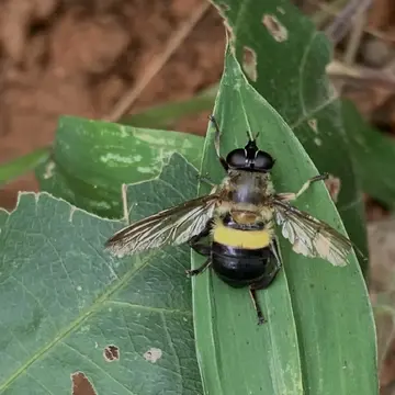Milesia balteata Kertész, 1901:412