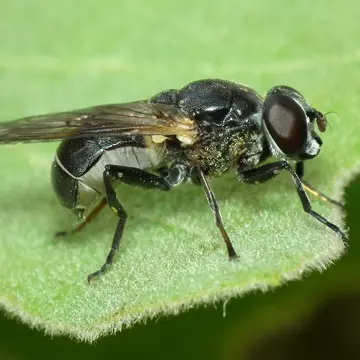 Myolepta difformis (Strobl, 1909):200