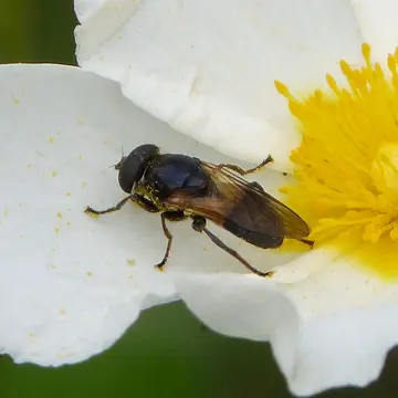 Myolepta difformis (Strobl, 1909):200