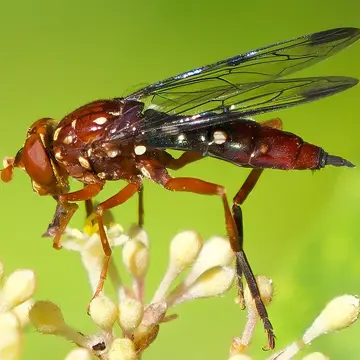 Odyneromyia (Austroxylota) iridescens (Ferguson, 1926):532
