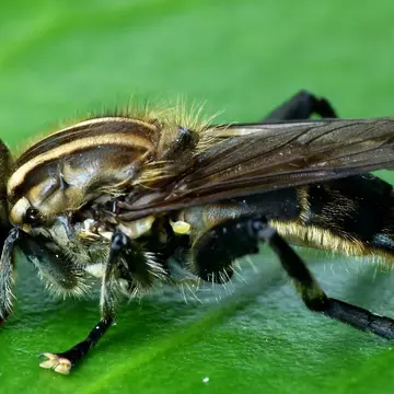 Orthoprosopa (Paratropidia) bilineata (Walker, 1849):566