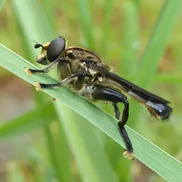 Orthoprosopa (Paratropidia) bilineata (Walker, 1849):566