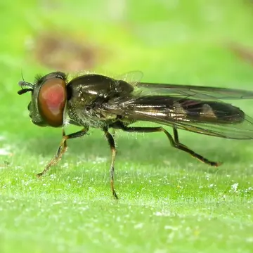 Platycheirus marokkanus Kassebeer, 1998:31