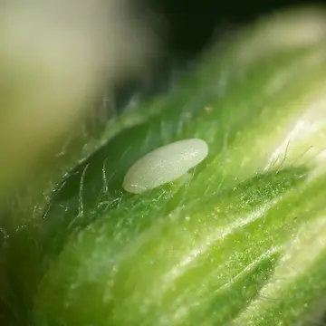 Sphaerophoria scripta (Linnaeus, 1758):594