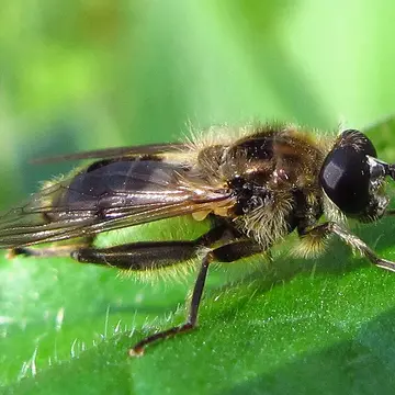 Chalcosyrphus (Xylotodes) eunotus (Loew, 1873):213