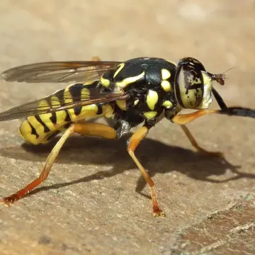 Spilomyia digitata (Rondani, 1865):132
