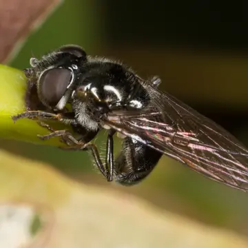 Triglyphus fulvicornis Bigot, 1884:558