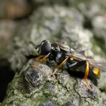 Xylota xanthocnema Collin, 1939:108