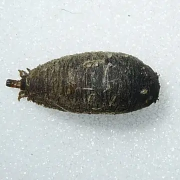 Chalcosyrphus (Xylotodes) eunotus (Loew, 1873):213