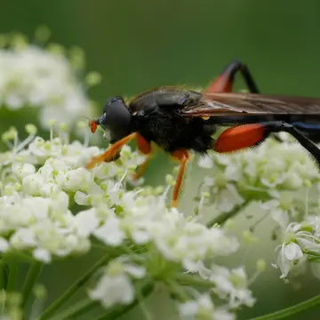 Chalcosyrphus (Xylotomima) femoratus (Linnaeus, 1758):595