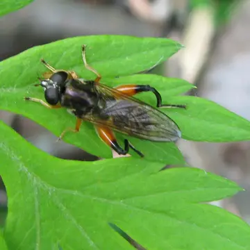 Chalcosyrphus (Neplas) frontalis (Curran, 1941):302