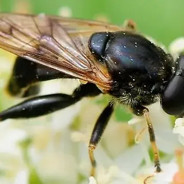 Chalcosyrphus (Xylotomima) inarmatus (Hunter, 1897):142