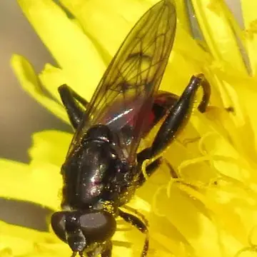 Chalcosyrphus (Xylotomima) libo (Walker, 1849):556
