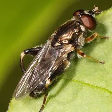 Chalcosyrphus (Xylotomima) metallicus (Wiedemann, 1830):102