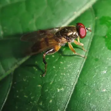 Chalcosyrphus (Xylotomima) metallicus (Wiedemann, 1830):102