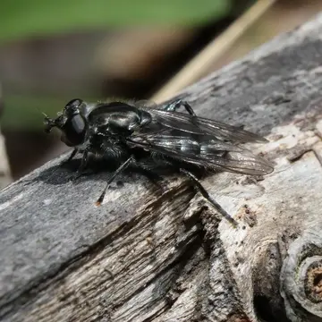 Chalcosyrphus (Xylotomima) metallifer (Bigot, 1884):545