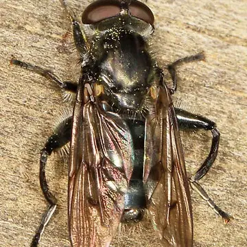 Chalcosyrphus (Xylotomima) metallifer (Bigot, 1884):545