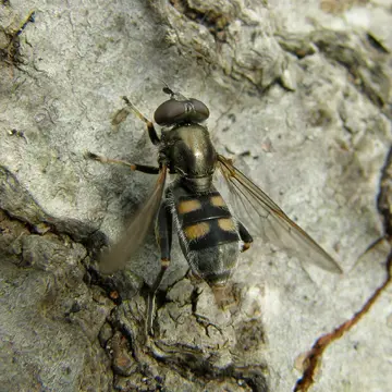 Chalcosyrphus (Xylotomima) nemorum (Fabricius, 1805):192