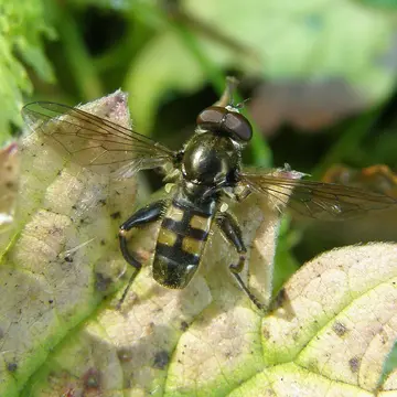 Chalcosyrphus (Xylotomima) nemorum (Fabricius, 1805):192