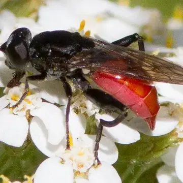 Chalcosyrphus (Xylotomima) piger (Fabricius, 1794):295