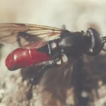 Chalcosyrphus (Xylotomima) piger (Fabricius, 1794):295