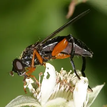 Chalcosyrphus (Xylotomima) plesia (Curran, 1925):45