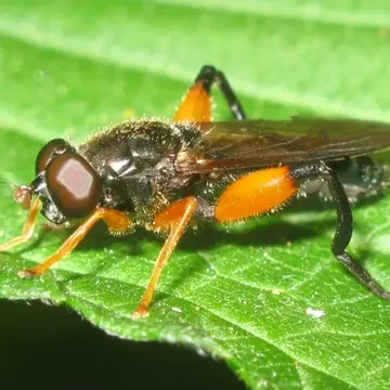 Chalcosyrphus (Xylotomima) plesia (Curran, 1925):45