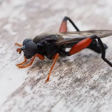 Chalcosyrphus (Xylotomima) valgus (Gmelin, 1790):2879