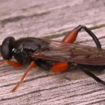 Chalcosyrphus (Xylotomima) valgus (Gmelin, 1790):2879