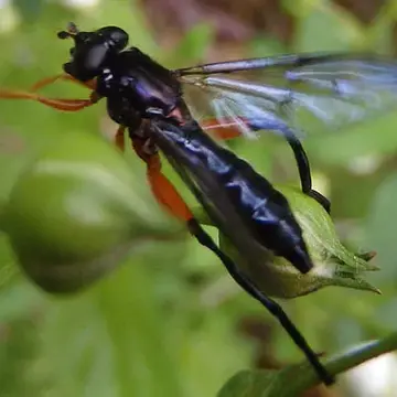 Chalcosyrphus (Xylotomima) vecors (Osten Sacken, 1875):69