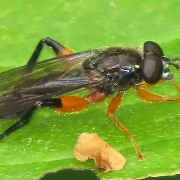 Chalcosyrphus (Xylotomima) vecors (Osten Sacken, 1875):69