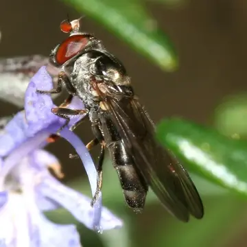 Pelecocera (Chamaesyrphus) lusitanica Mik, 1898:143