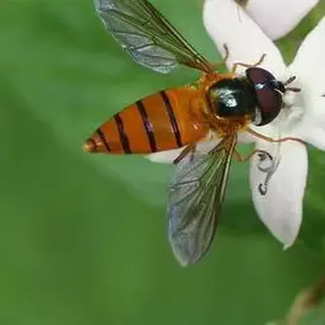 Asarkina ericetorum var. oceanica Bezzi, 1928:71