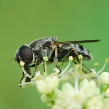 Cheilosia (Cheilosia) aerea Dufour, 1848:209
