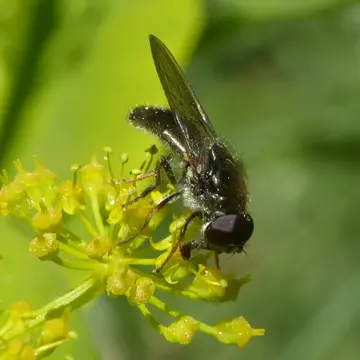Cheilosia (Cheilosia) aerea Dufour, 1848:209