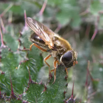 Cheilosia (Cheilosia) albipila Meigen, 1838:125