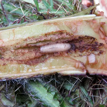 Cheilosia (Cheilosia) albipila Meigen, 1838:125
