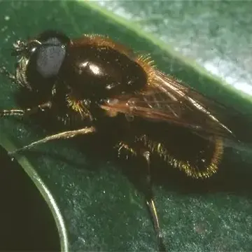 Cheilosia (Cheilosia) albipila Meigen, 1838:125