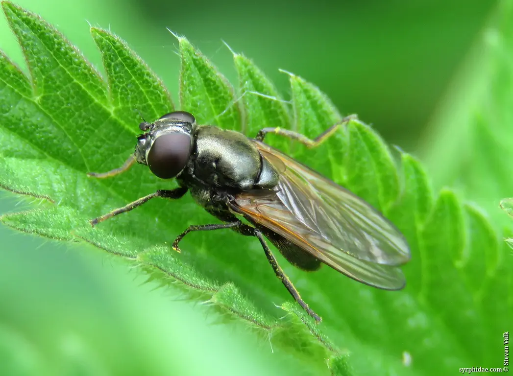 The world of Syrphidae ...