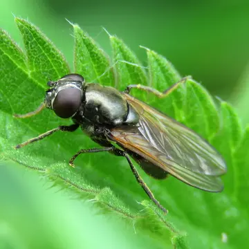 Cheilosia bardus (Harris, 1780):106