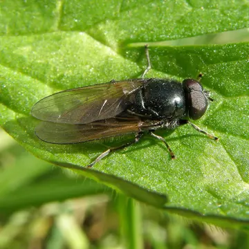 Cheilosia bardus (Harris, 1780):106