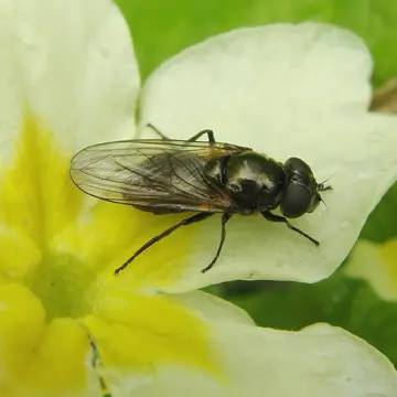 Cheilosia (Taeniochilosia) antiqua (Meigen, 1822):291