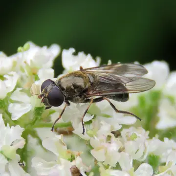 Cheilosia (Cheilosia) barbata Loew, 1857:586