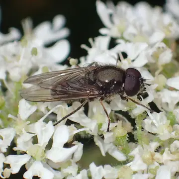 Cheilosia (Cheilosia) barbata Loew, 1857:586