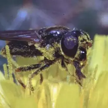 Cheilosia (Cheilosia) bergenstammi Becker, 1894:462