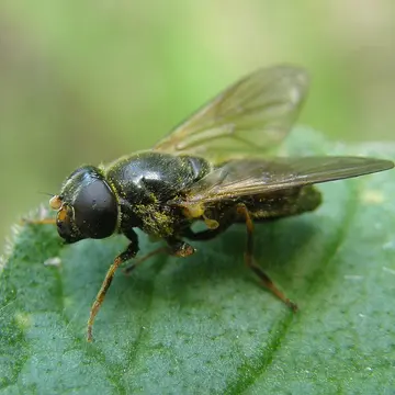 Cheilosia (Cheilosia) bergenstammi Becker, 1894:462