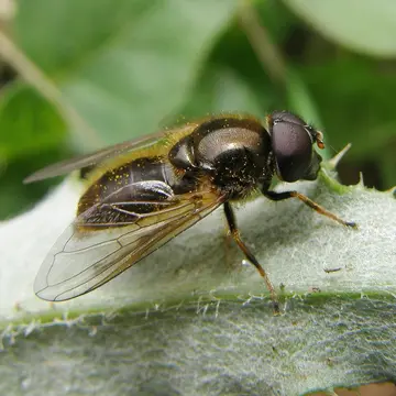 Cheilosia (Cheilosia) bergenstammi Becker, 1894:462