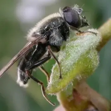 Cheilosia (Cheilosia) bergenstammi Becker, 1894:462