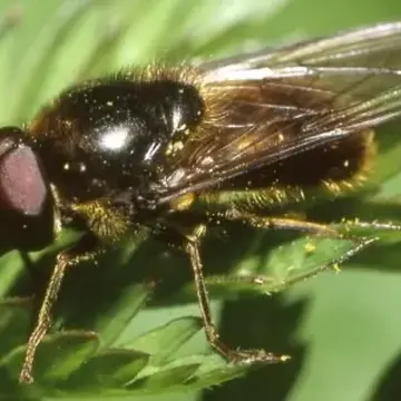 Cheilosia (Cheilosia) bergenstammi Becker, 1894:462