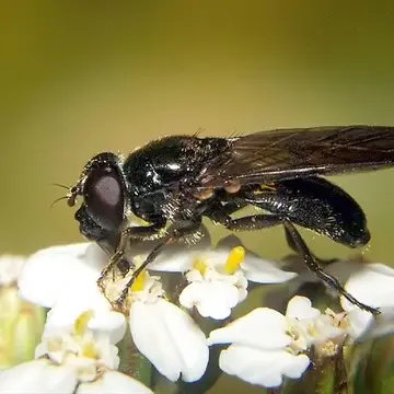 Cheilosia (Cheilosia) carbonaria Egger, 1860:353